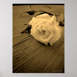 White Rose Sepia Poster