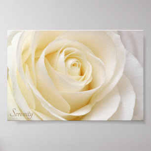White Rose Serenity Poster