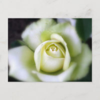 White Rose Soft Focus
