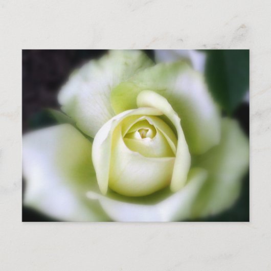White Rose Soft Focus Briefkaart (Voorkant)