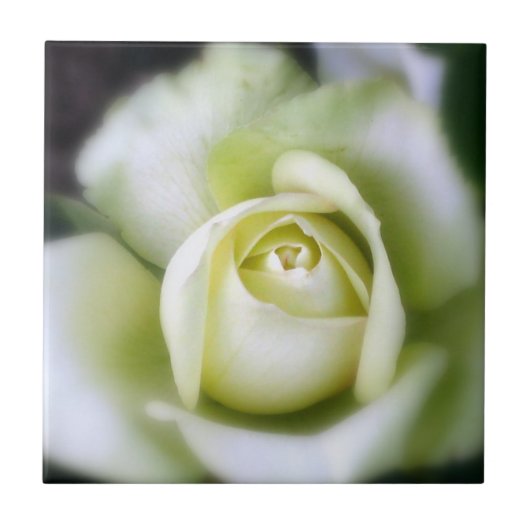 White Rose Soft Focus keramische Tegel Tegeltje (Voorkant)