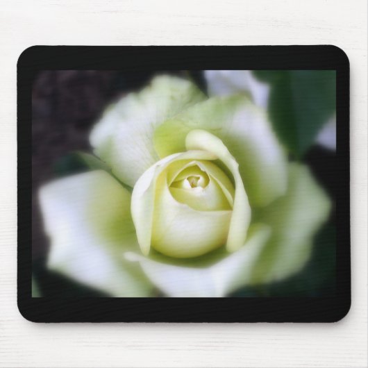 White Rose Soft Focus Muismat (Voorkant)