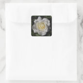 White Rose Sticker (Tas)