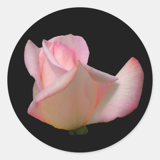 White Rosebud Flower Ronde Sticker (Voorkant)