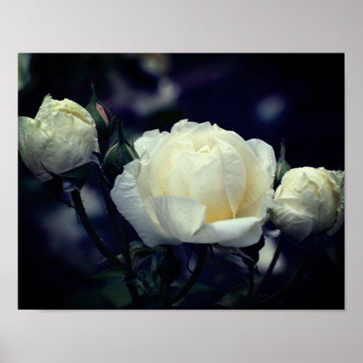White Rosebud Trio Floral Poster (Voorkant)