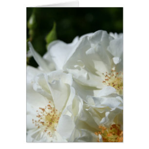 White Roses Floral Photography wenskaart