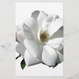 White Roses Party Douche Bruidsbloemen Destiny Briefpapier