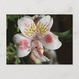 White/roze alstroemeria Post Card Briefkaart