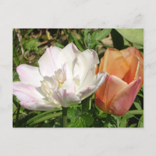 White roze en Oranje Tulps DIY Briefkaart