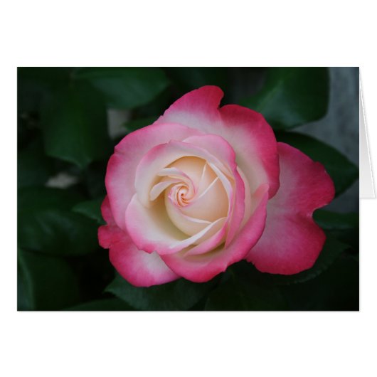 White-roze Rose (Voorkant Horizontaal)