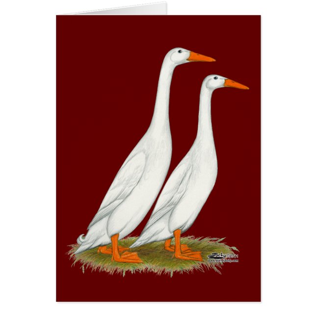 White Runner Ducks (Voorkant)