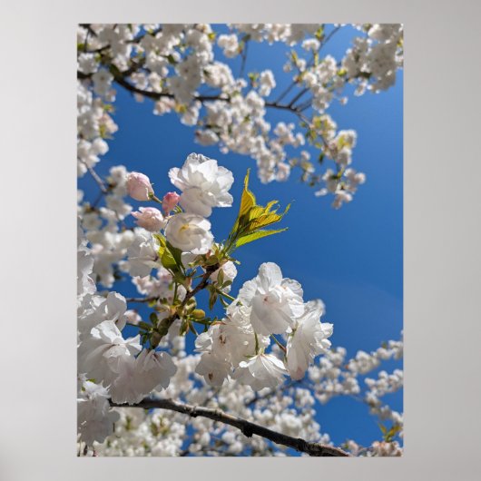 White Sakura H.G. Poster (Voorkant)