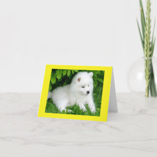 White Samoyed Puppy Dog Blank Note Card Kaart