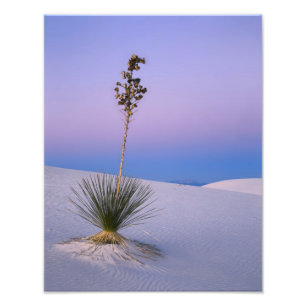 WHITE SANDS NATIONAL MONUMENT, NEW MEXICO. FOTO AFDRUK