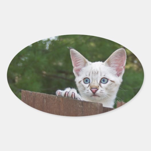 White Savannah Cat Oval Sticker (Voorkant)