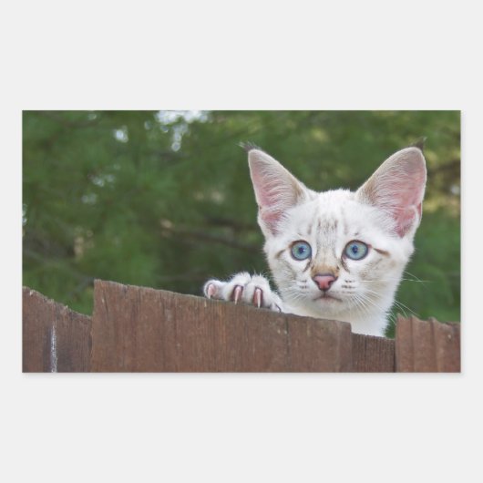 White Savannah Cat Rectangle Sticker (Voorkant)