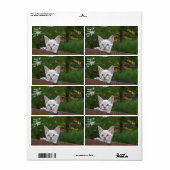 White Savannah Cat Shipping Label (Full Sheet)