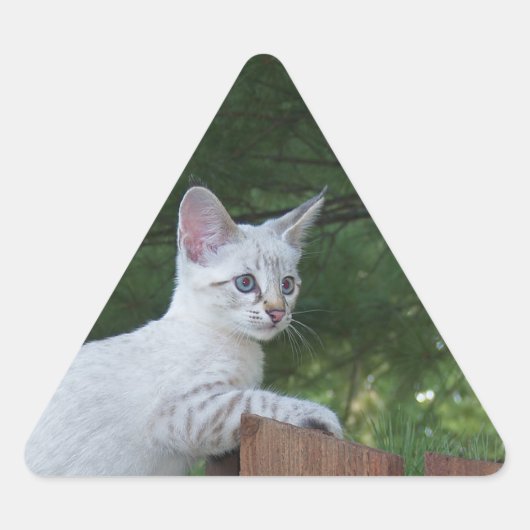 White Savannah Cat Triangle Sticker (Voorkant)
