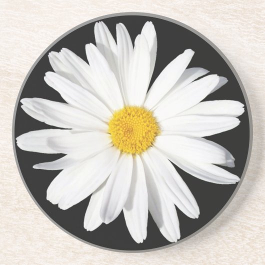White Shasta Daisy Sandstone Onderzetter (Voorkant)
