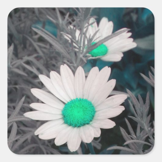 White Shasta Daisy (w/Aqua) Stickers (Voorkant)