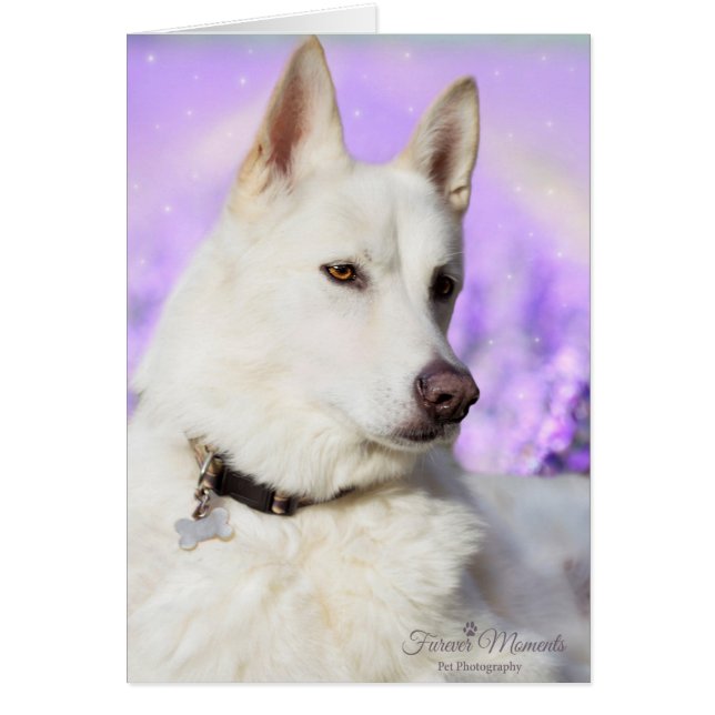 White Shepherd Dog (Voorkant)