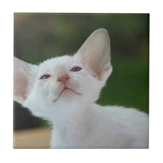 White Siamese kitten Tegeltje (Voorkant)