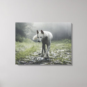 White Siberian Husky Canvas Afdruk