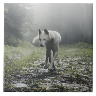 White Siberian Husky Ceramic Tile Tegeltje