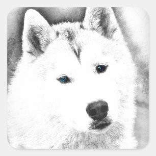 White Siberian Husky met Blue Eyes Fine Art Sketch Vierkante Sticker