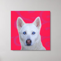 White Siberian Husky Wrapped Canvas