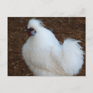 White Silkie Chicken Briefkaart