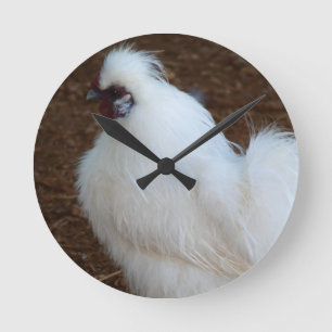 White Silkie Chicken Ronde Klok