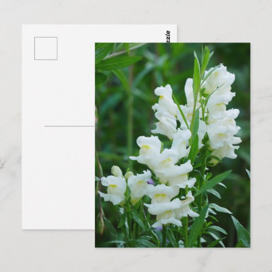 White Snapdragon Flowers Briefkaart (Voorkant / Achterkant)