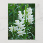 White Snapdragon Flowers Briefkaart (Voorkant)