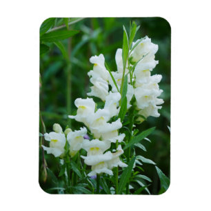 White Snapdragon Flowers Magnet Magneet
