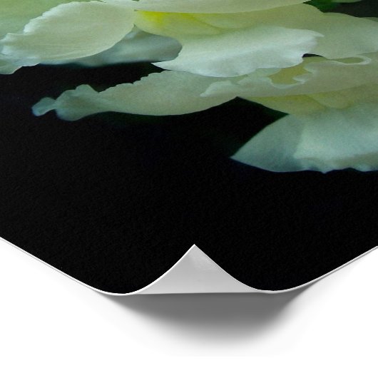 White Snapdragon Poster (Hoek)