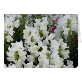 White Snapdragons Card