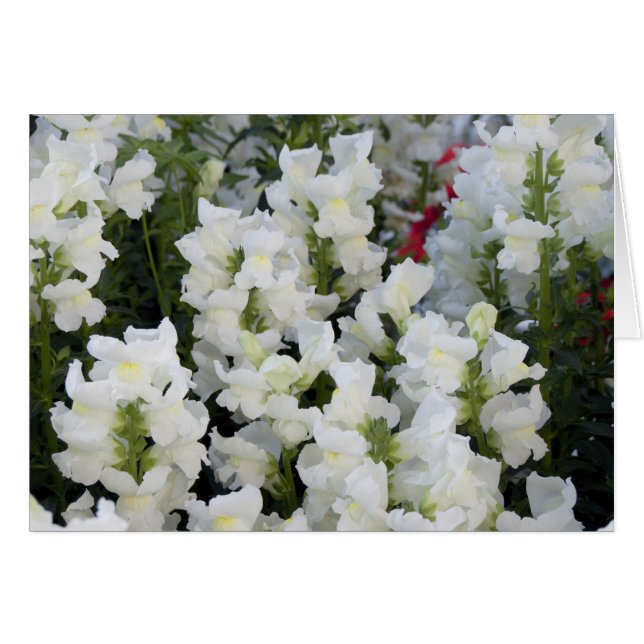 White Snapdragons Card (Voorkant Horizontaal)