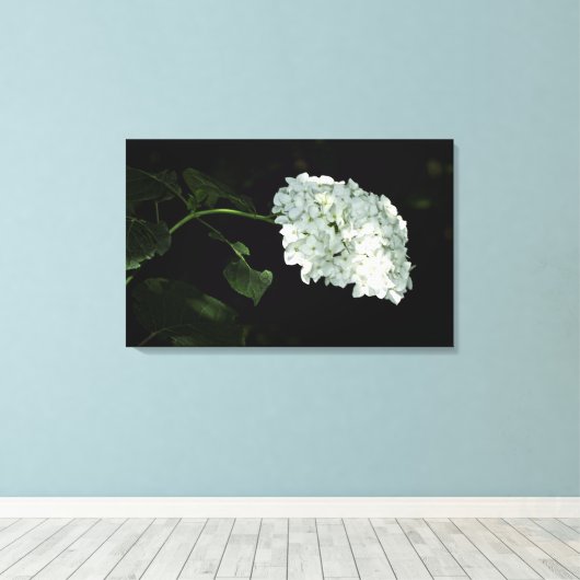White Snowball Hydrangea - Annabelle Canvas Afdruk (Insitu (Houten vloer))