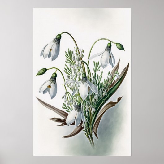 White Snowdrop Flowers Art Print Poster (Devant)