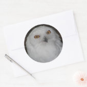 White Snowy Owl Photo Ronde Sticker (Envelop)