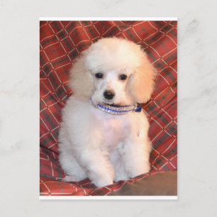 White Speelgoed podle Fluffy Puppy Briefkaart