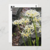 White Spider Lily ［ Briefkaart ］ (Voorkant / Achterkant)