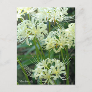 White Spider Lily ［ Briefkaart ］