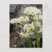 White Spider Lily ［ carte postale (Devant)