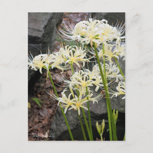 White Spider Lily [ carte postale (Devant)