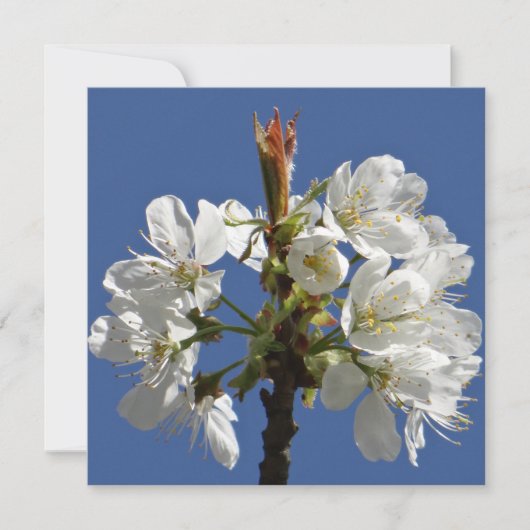 White Spring Bloom (Voorkant)