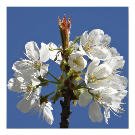 White Spring Bloom Foto Afdruk (Voorkant)