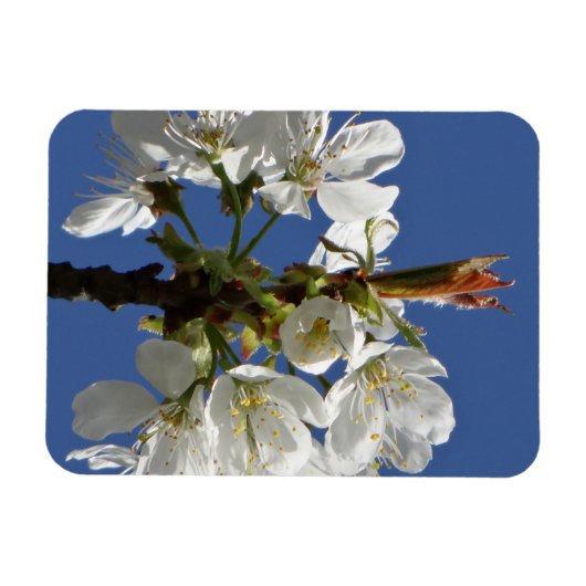 White Spring Bloom Magneet (Horizontaal)
