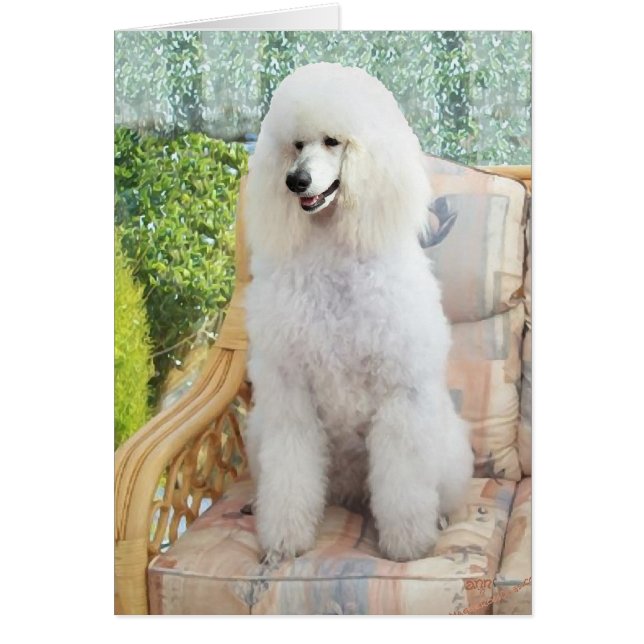 White Standard Poodle (Voorkant)